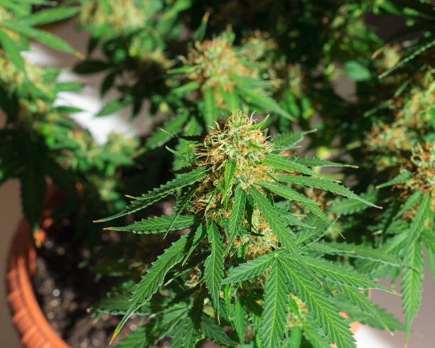 grow marijuana in Michigan,