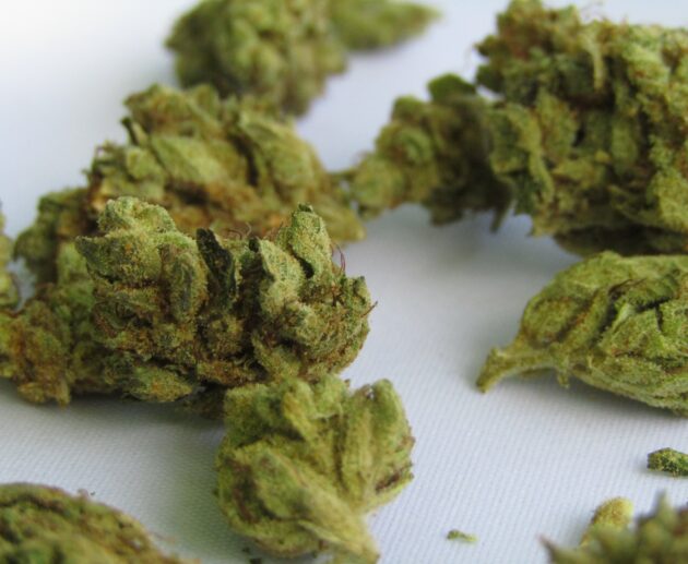 Marijuana Yield