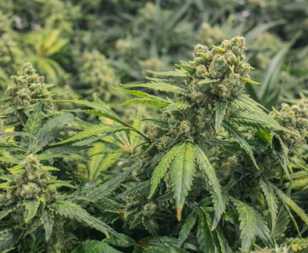 Best Marijuana Growing