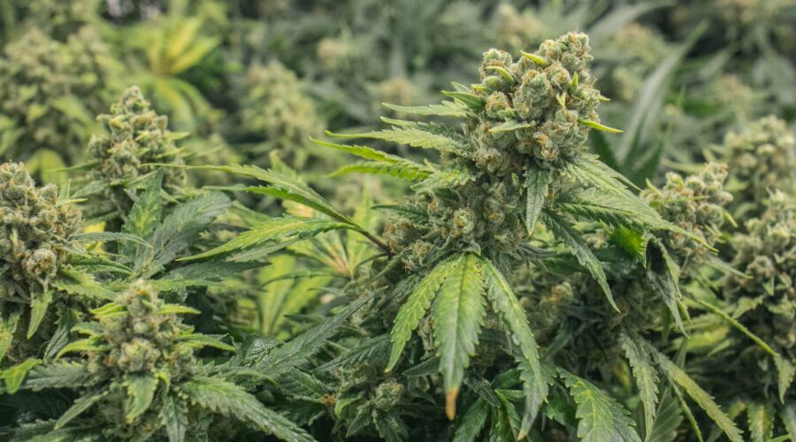 Best Marijuana Growing