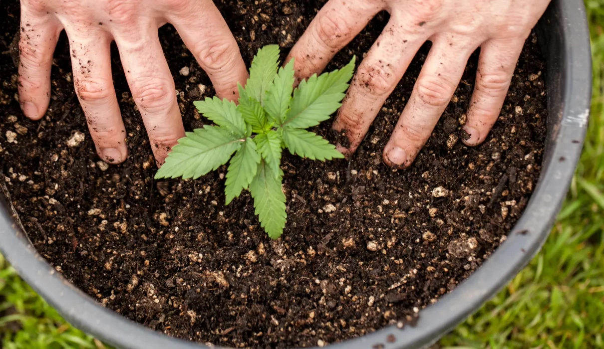 how to grow weed plant