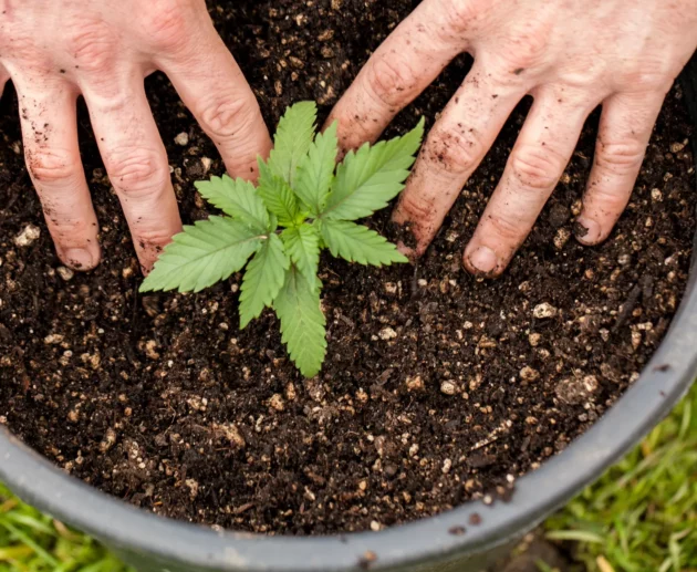 how to grow weed plant